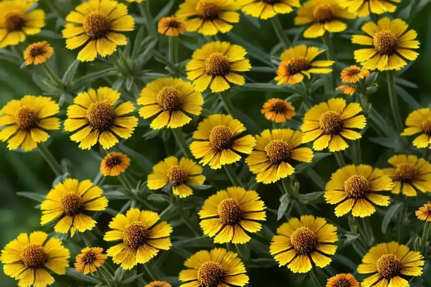 Helenium amarum (yellow sneezeweed) — photo 2