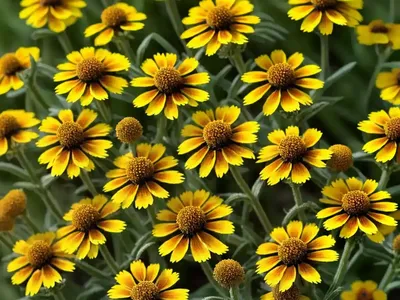 Helenium Amarum (Yellow Sneezeweed)