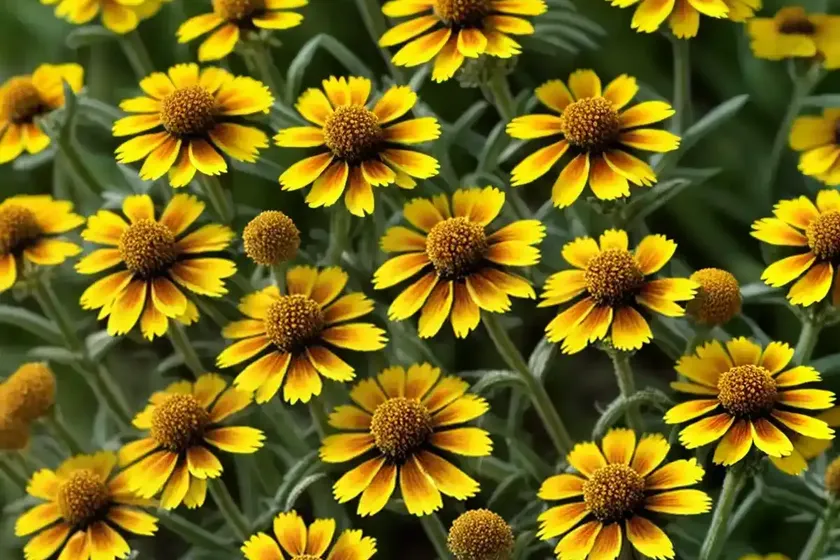 Helenium amarum (yellow sneezeweed)