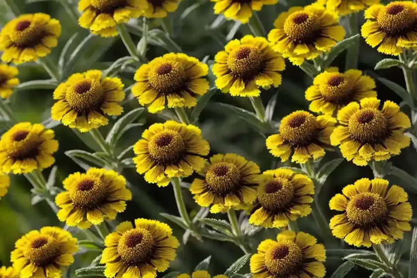 Helenium autumnale (sneezeweed) — photo 2