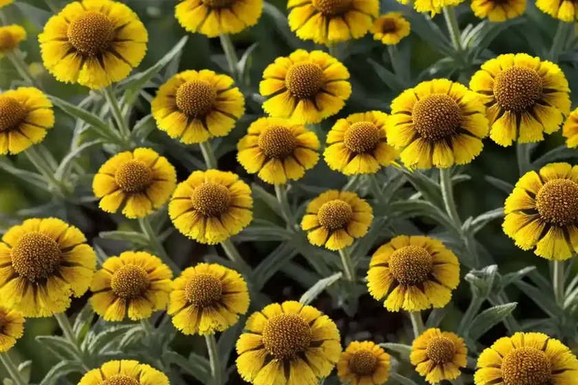 Helenium bigelovii (bigelow’s sneezeweed) — photo 3