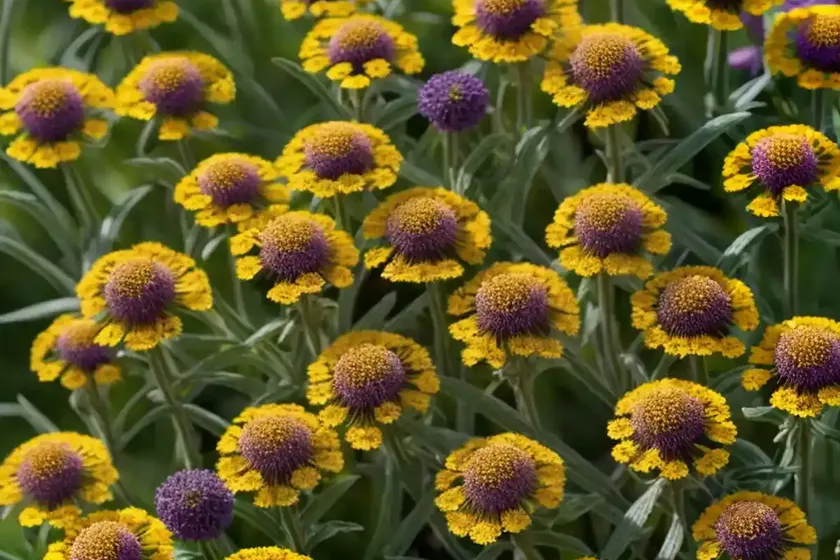 Helenium flexuosum (purple-head sneezeweed) — photo 2