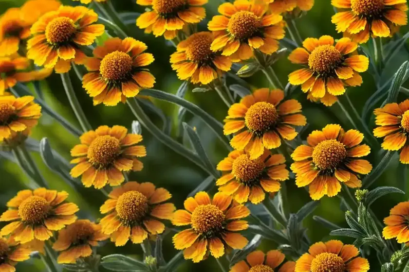 Helenium hoopesii (orange sneezeweed) — photo 2