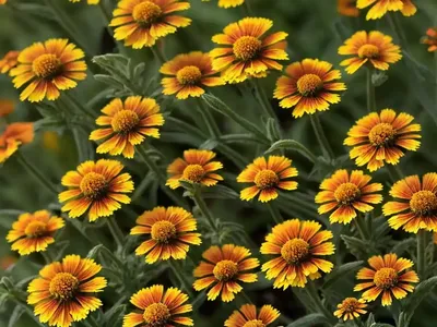 Helenium Hoopesii (Orange Sneezeweed)
