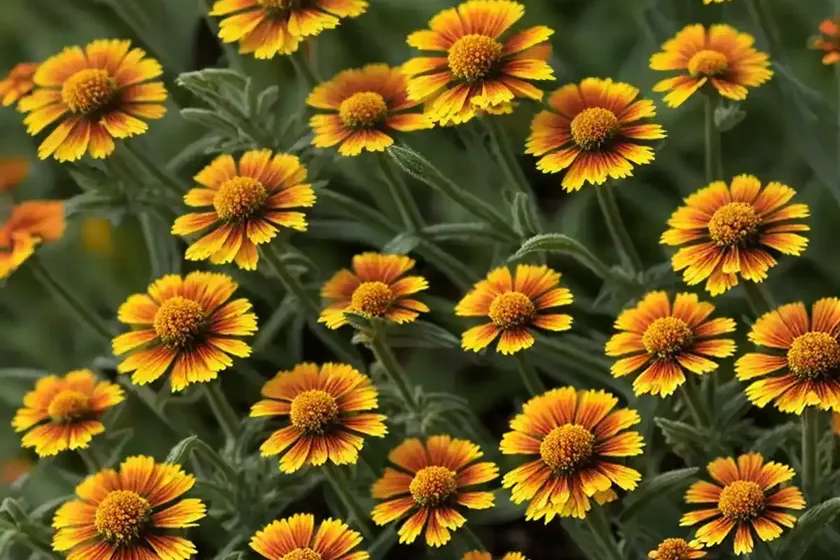 Helenium hoopesii (orange sneezeweed)