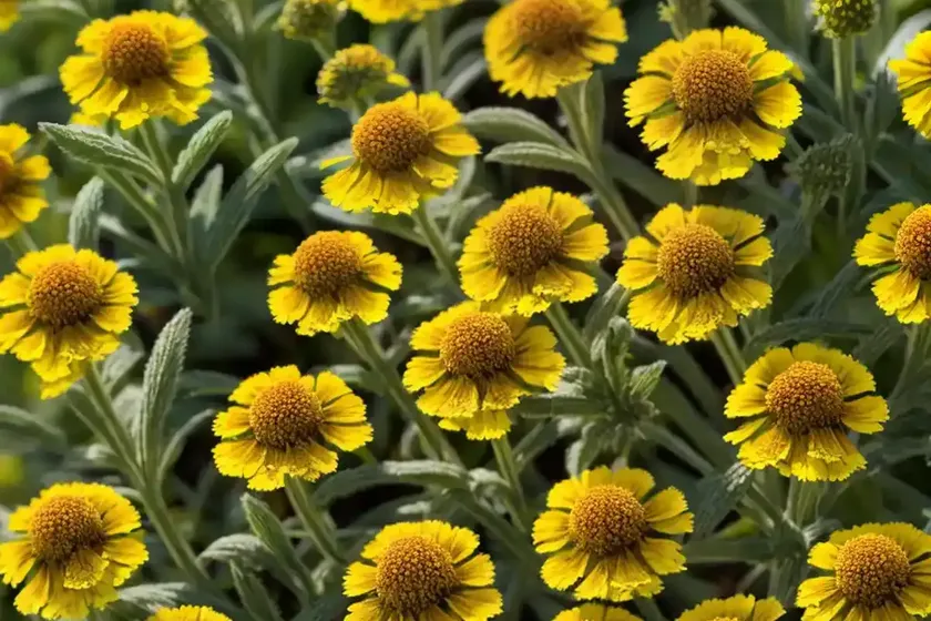 Helenium ‘kokarde’ (sneezeweed) — photo 2