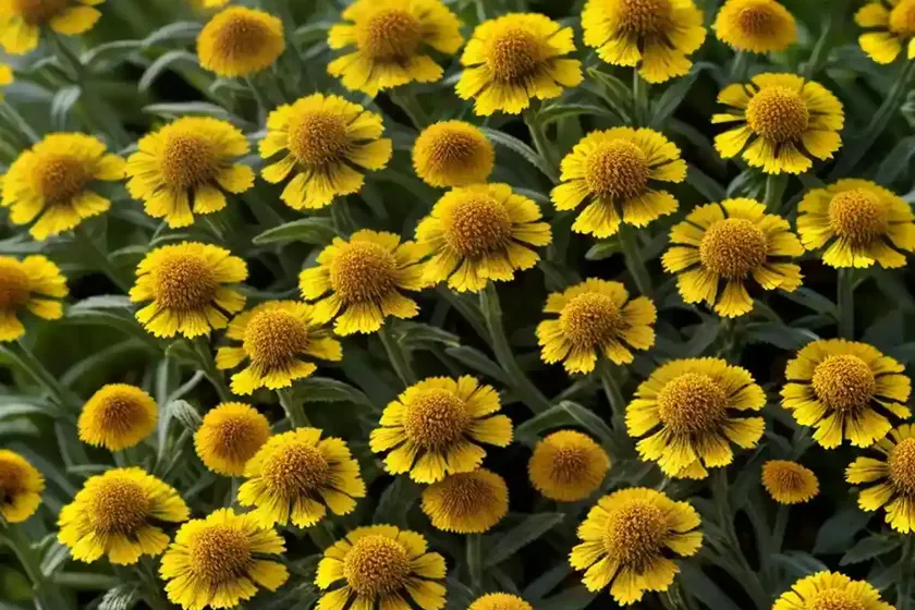 Helenium ‘kokarde’ (sneezeweed) — photo 3