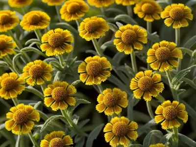 Helenium ‘Kxnigstiger’ (Sneezeweed)