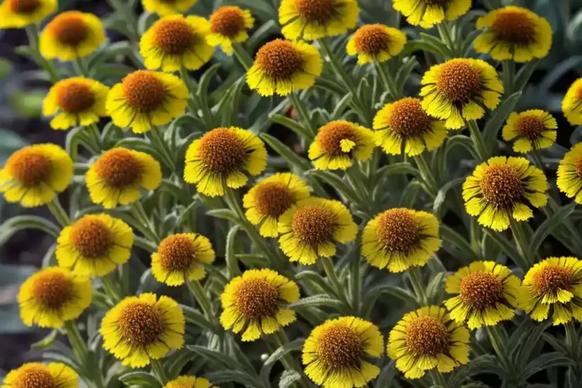 Helenium ‘mardi gras’ (sneezeweed) — photo 3