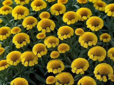 Helenium ‘Mardi Gras’ (Sneezeweed)