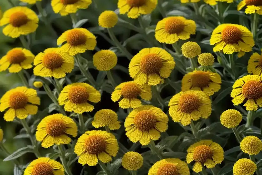 Helenium ‘moerheim beauty’ (sneezeweed) — photo 3