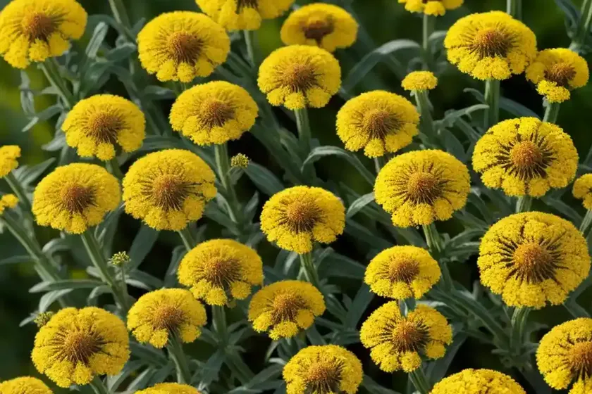 Helenium ‘potter’s wheel’ (sneezeweed) — photo 2
