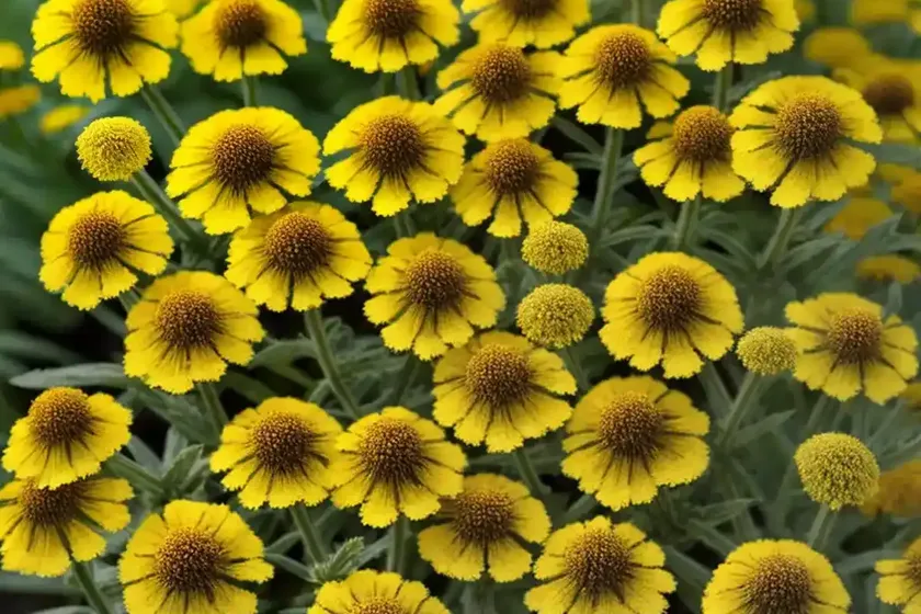 Helenium ‘potter’s wheel’ (sneezeweed) — photo 3