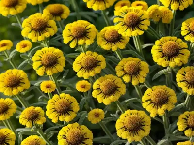 Helenium ‘Potter’s Wheel’ (Sneezeweed)