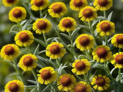 Helenium ‘Sahin’s Early Flowerer’ (Sneezeweed)
