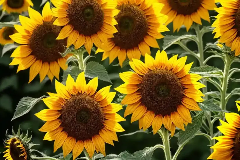 Helianthus annuus ‘russian mammoth’ (common sunflower) — photo 2
