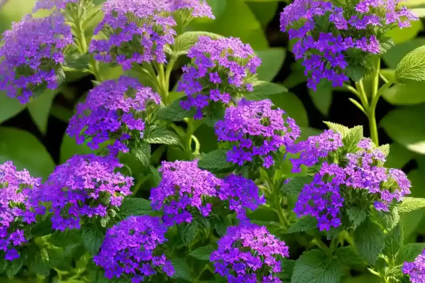 Heliotrope (heliotropium arborescens) — photo 2