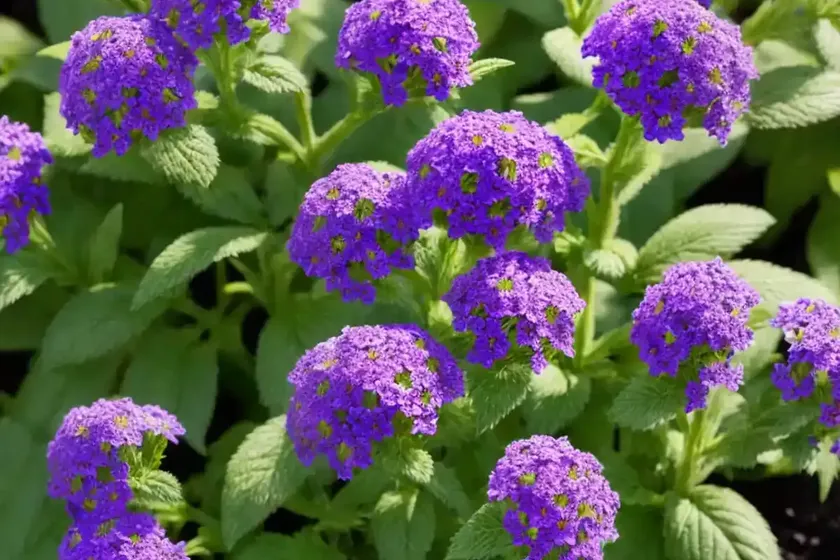 Heliotrope (heliotropium arborescens) — photo 3