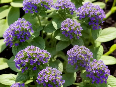 Heliotrope (Heliotropium Arborescens)