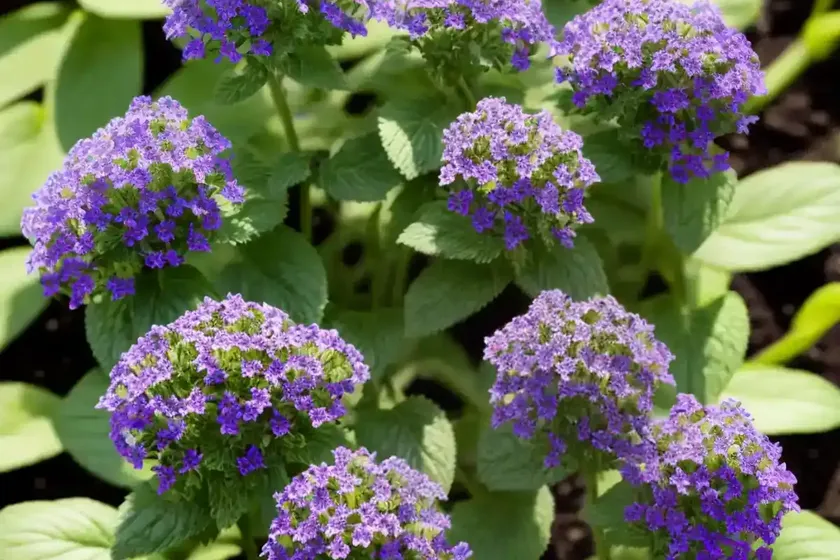 Heliotrope (heliotropium arborescens)