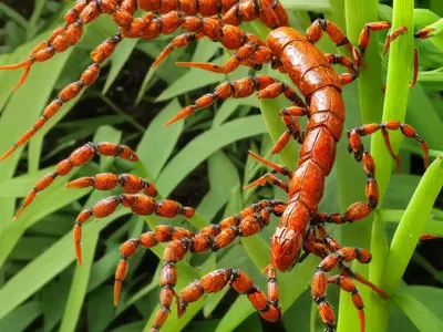 Heliotropium Angiospermum (Scorpion Tail)