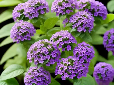 Heliotropium Arborescens (Heliotrope)