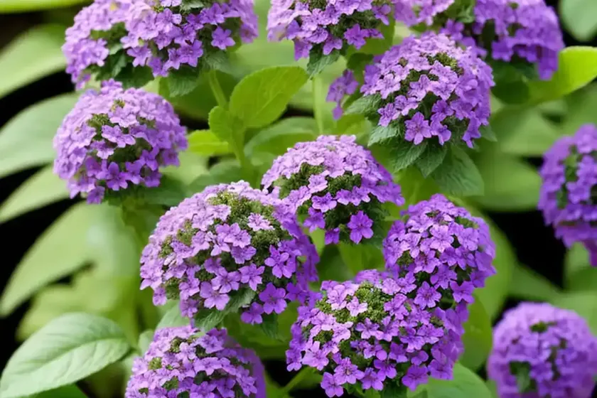 Heliotropium arborescens (heliotrope)