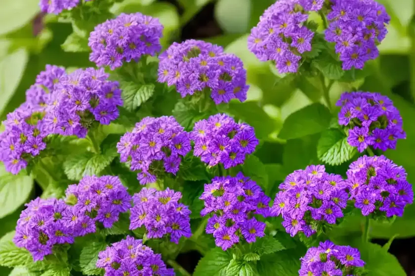 Heliotropium curassavicum (salt heliotrope) — photo 2