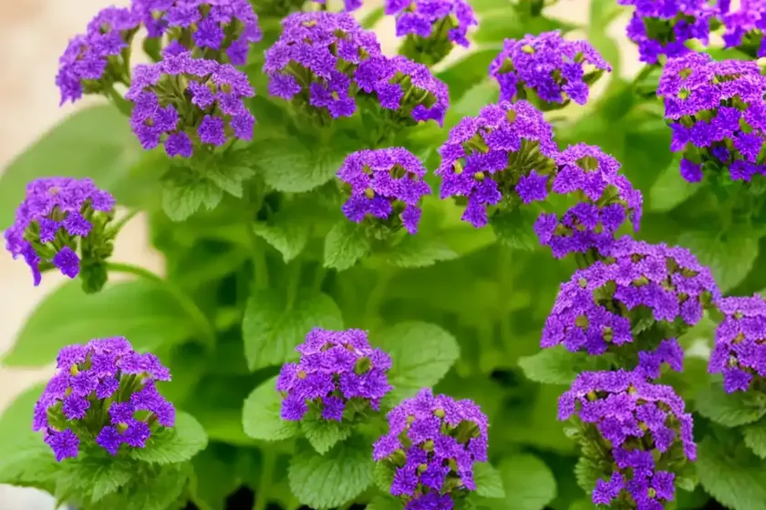 Heliotropium curassavicum (salt heliotrope) — photo 3