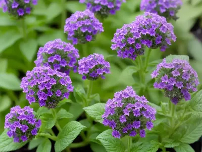 Heliotropium Curassavicum (Salt Heliotrope)