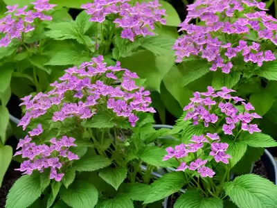 Heliotropium (Heliotropium)