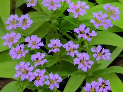 Heliotropium Steudneri (Heliotropium Steudneri)