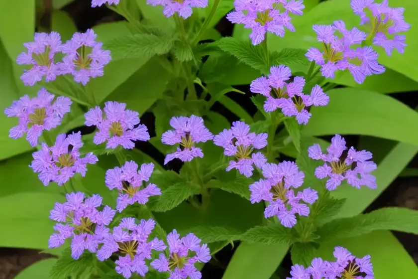 Heliotropium steudneri (heliotropium steudneri)