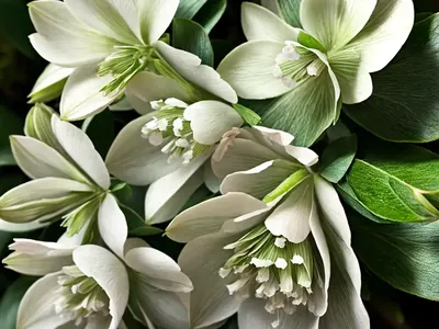 Hellebore (Helleborus ‘Snowbells’)