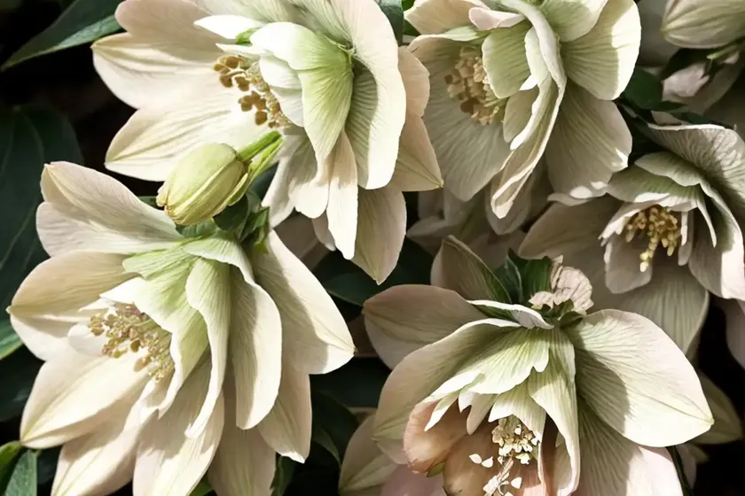 Helleborus orientalis ‘royal heritage’ (hellebore) — photo 2
