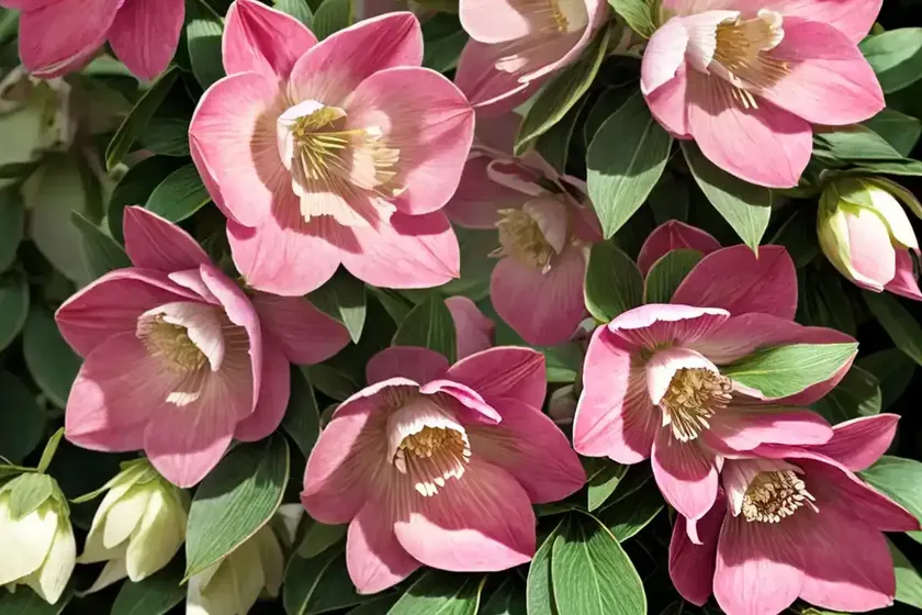 Helleborus penny’s pink (hellebore) — photo 2