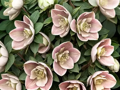 Helleborus Walberton’s Rosemary (Hellebore)