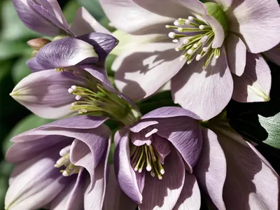 Helleborus Winter Jewels ‘Amethyst Gem’ (Hellebore)