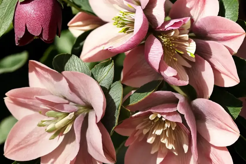 Helleborus winter jewels ‘berry swirl’ (hellebore) — photo 2