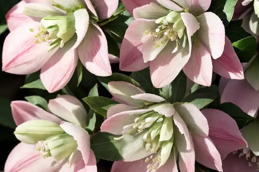 Helleborus winter jewels ‘cotton candy’ (hellebore) — photo 2