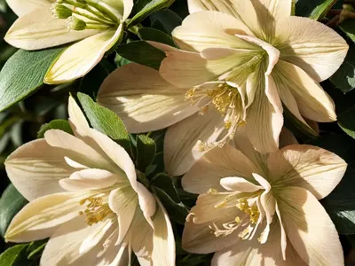 Helleborus Winter Jewels ‘Golden Sunrise’ (Hellebore)