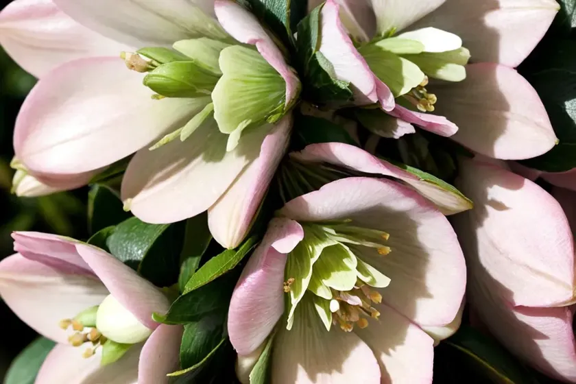 Helleborus winter jewels ‘harlequin gem’ (hellebore) — photo 2