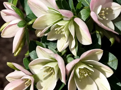 Helleborus Winter Jewels ‘Harlequin Gem’ (Hellebore)