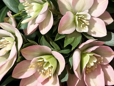 Helleborus X Hybridus ‘Phoebe’ (Hellebore)