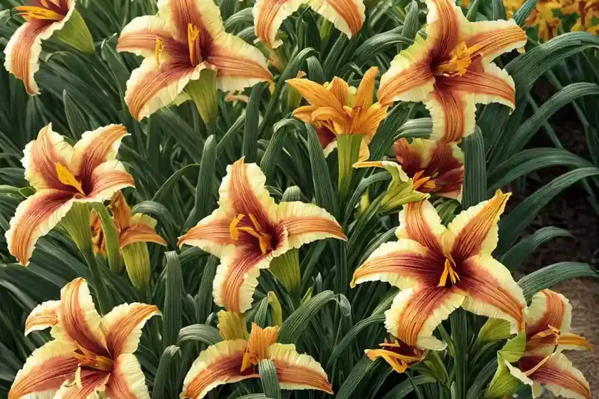 Hemerocallis ‘Country Melody’ (Daylily) — photo 3