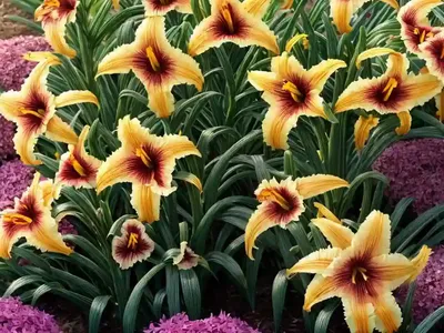 Hemerocallis ‘Country Melody’ (Daylily)