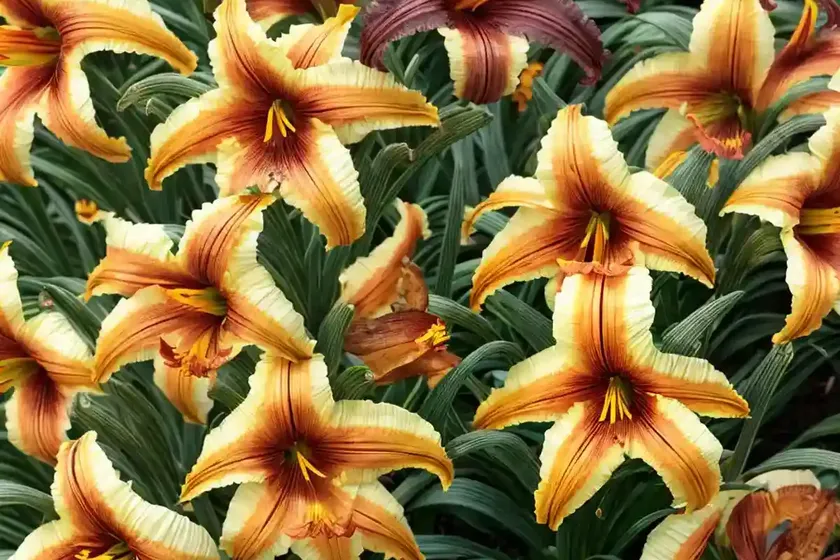 Hemerocallis ‘Entrapment’ (Reblooming Daylily) — photo 2