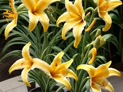 Hemerocallis Lilioasphodelus (Lemon Lily)