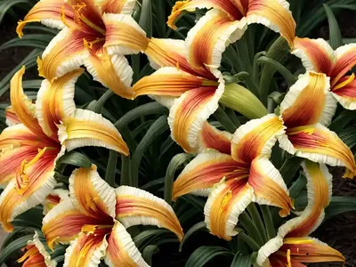 Hemerocallis ‘Mini Pearl’ (Reblooming Daylily)