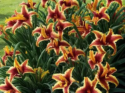 Hemerocallis ‘Outrageous’ (Daylily)